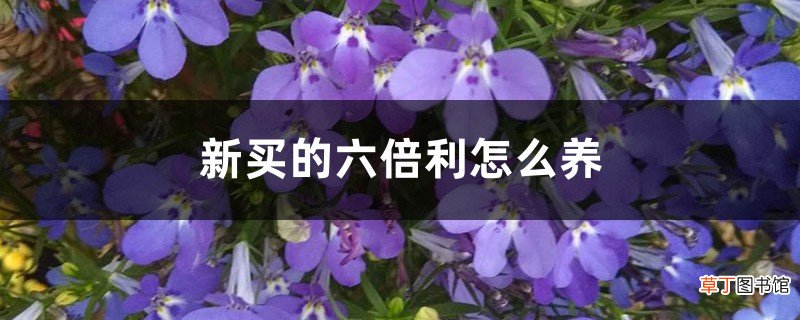 新买的六倍利怎么养