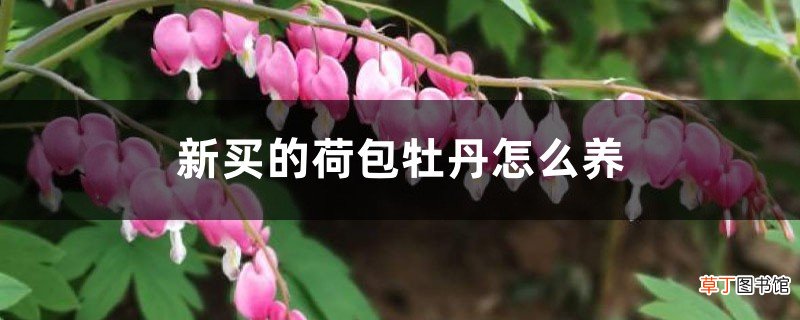 新买的荷包牡丹怎么养