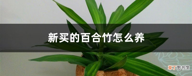 新买的百合竹怎么养