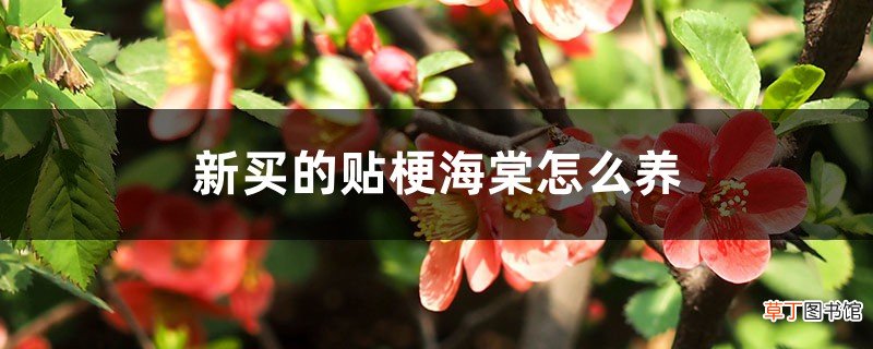 新买的贴梗海棠怎么养