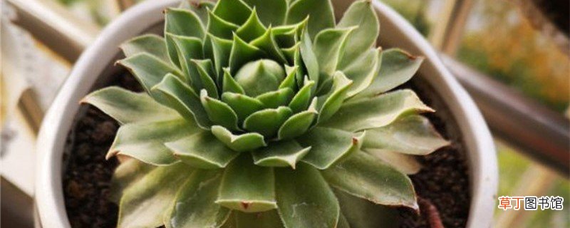新买的观音莲怎么养