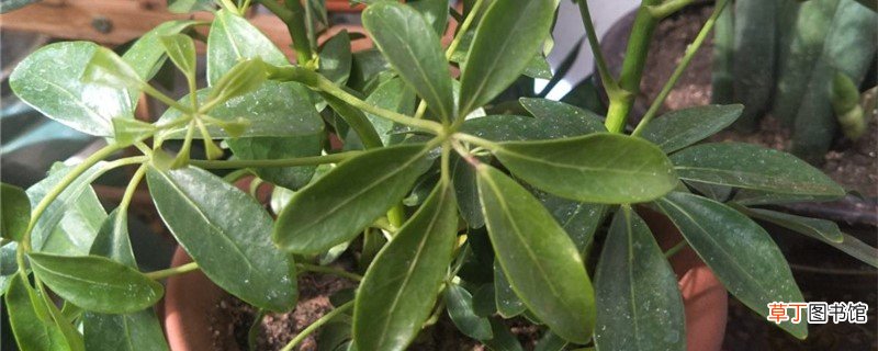 新买的鸭掌木怎么养