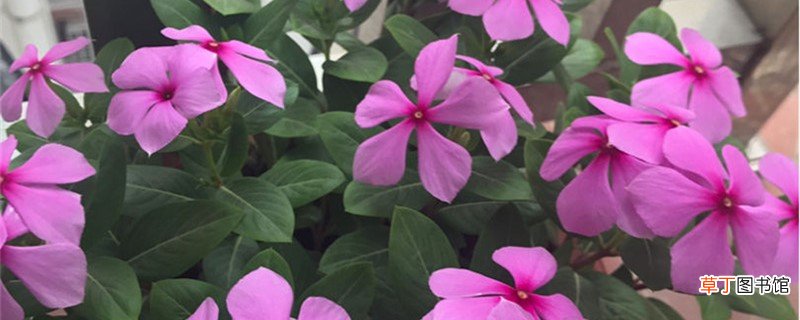 新买的长春花怎么养