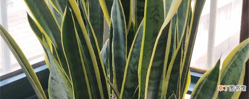 新买的虎尾兰怎么养