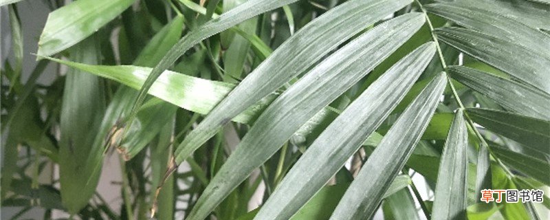 新买的凤尾竹怎么养