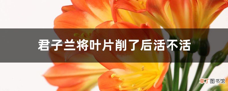 君子兰将叶片削了后活不活,只有根能活吗