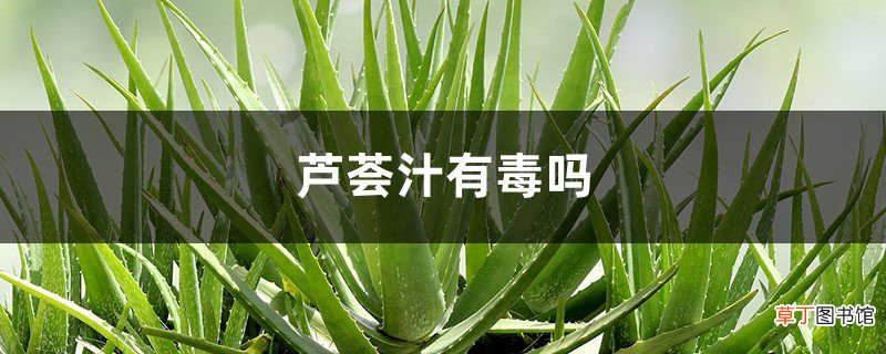 芦荟汁有毒吗，怎么看芦荟有没有毒