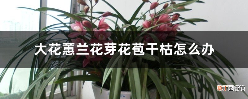 大花蕙兰花芽花苞干枯怎么办，花苞期怎么养护