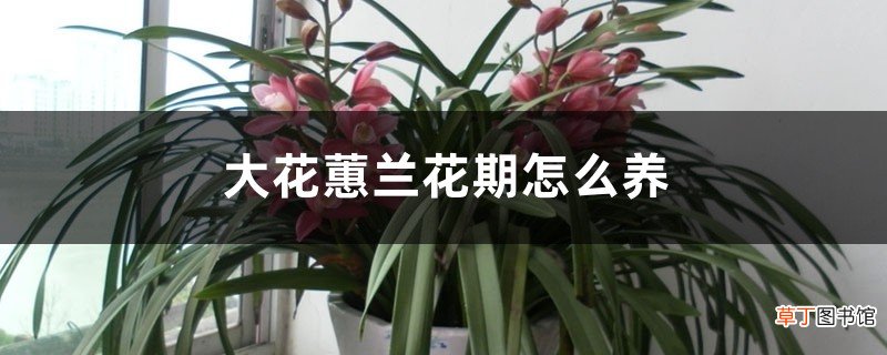大花蕙兰花期怎么养，开花时能施肥吗