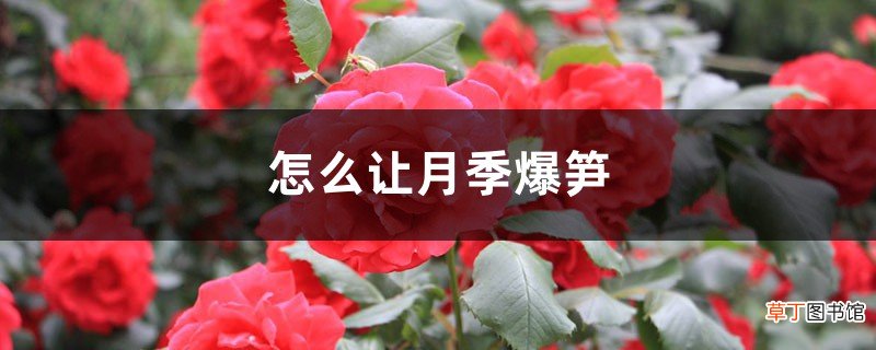 怎么让月季爆笋，长得快