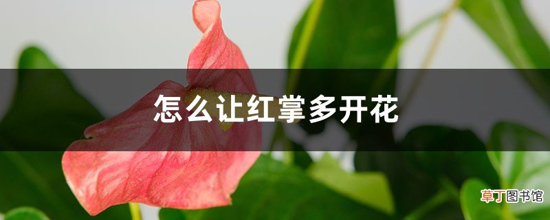怎么让红掌多开花，开花不断
