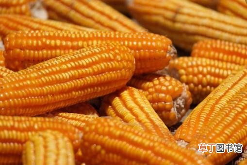 ?中老年人吃玉米益处多 玉米四功效大揭秘