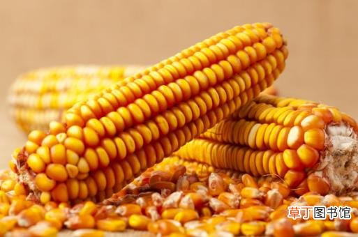 ?中老年人吃玉米益处多 玉米四功效大揭秘