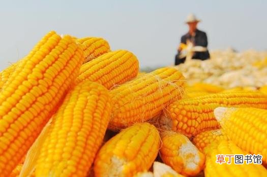 ?中老年人吃玉米益处多 玉米四功效大揭秘