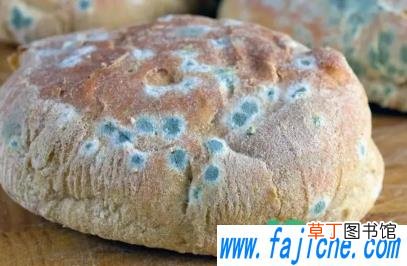 发霉的食物蒸熟了可以吃吗 为什么发霉的食物不能吃