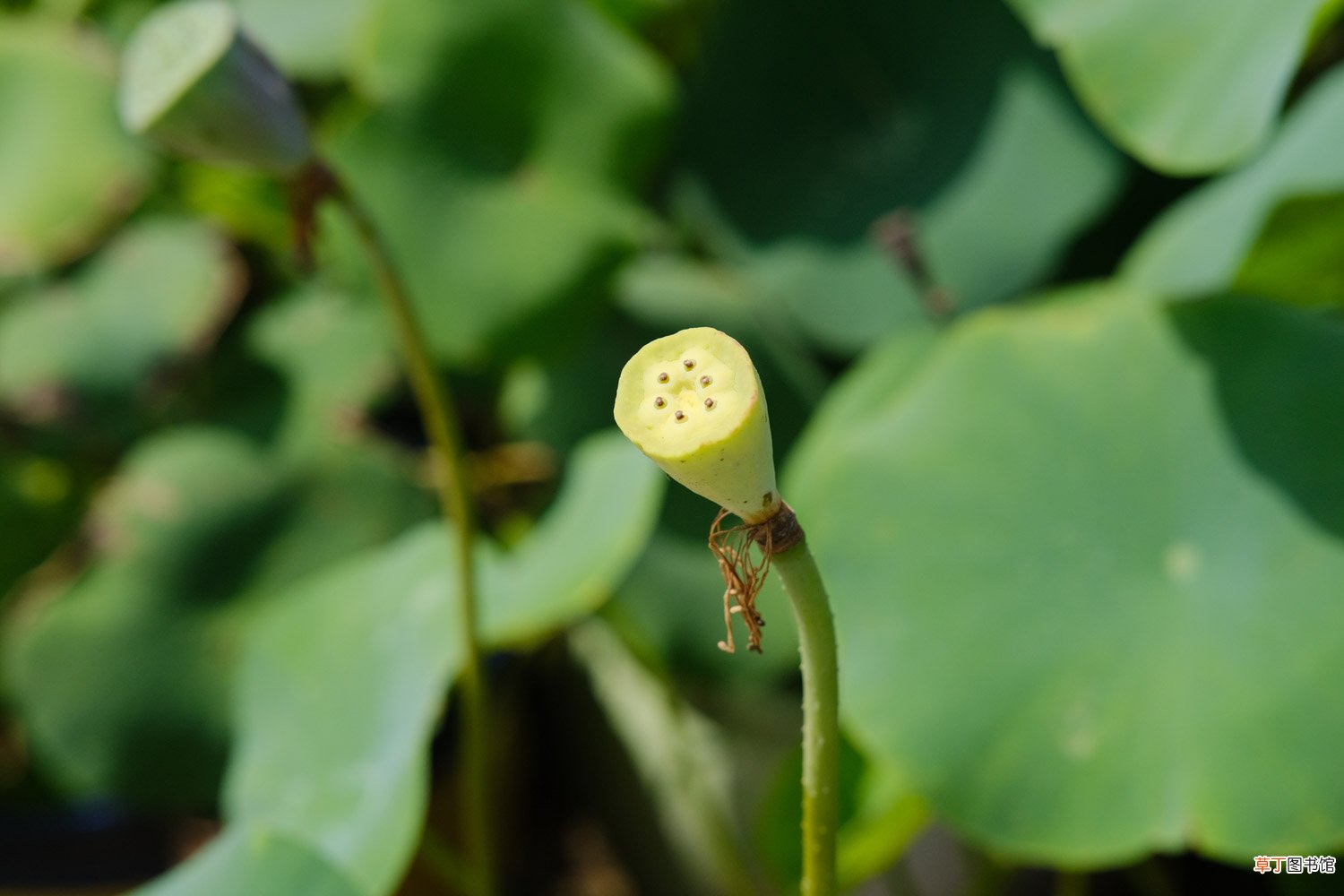 荷花小苗怎么养，怕太阳直射吗