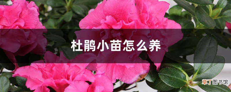 杜鹃小苗怎么养，怎么培育长得快
