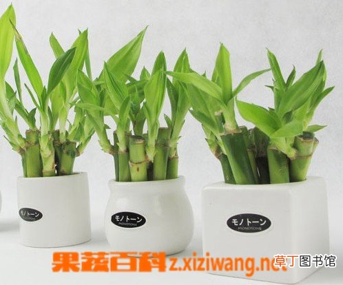 富贵竹怎么养殖 富贵竹养殖方法