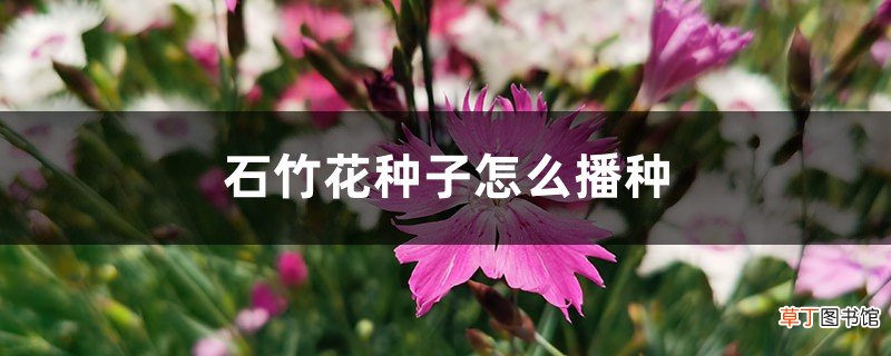 石竹花种子怎么播种，什么时候播种