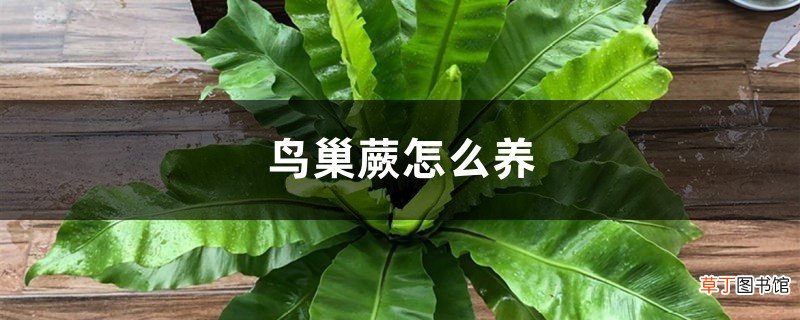 鸟巢蕨怎么养，鸟巢蕨图片