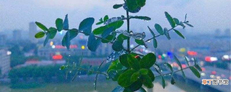 尤加利怎么养，怎么修剪