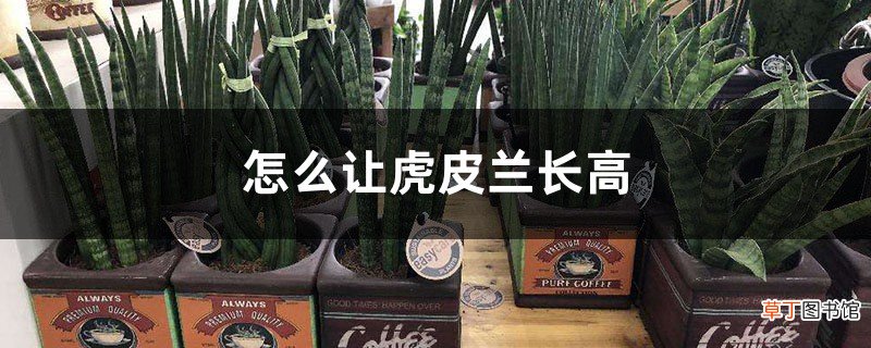 怎么让虎皮兰长高，长高后倒伏怎么办