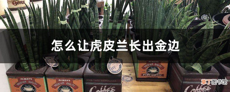 怎么让虎皮兰长出金边，扦插怎么保留金边