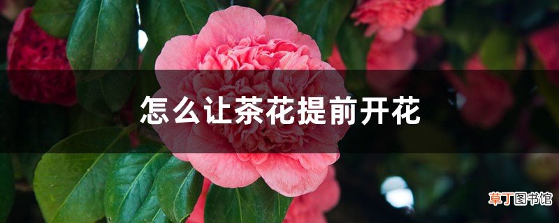 怎么让茶花提前开花，怎么延长花期