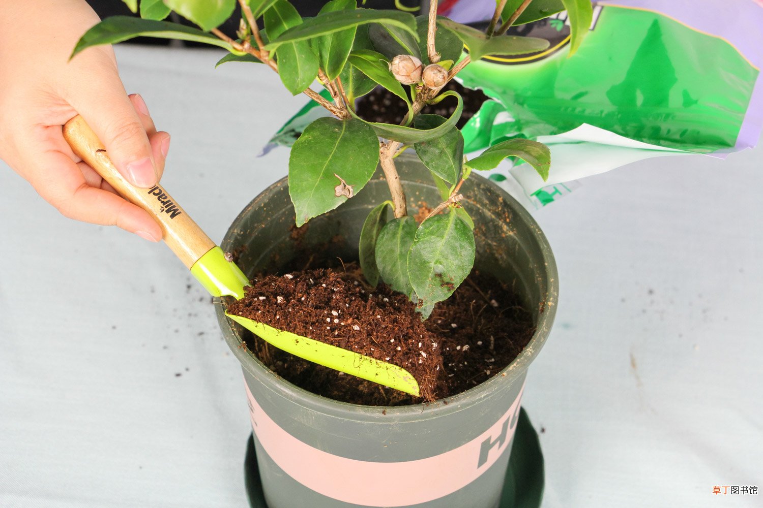 怎么让茶花提前开花，怎么延长花期