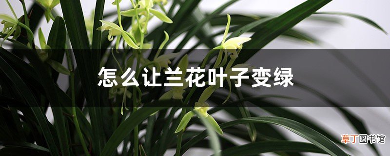 怎么让兰花叶子变绿，叶片失绿怎么治