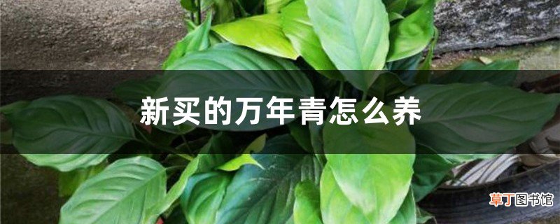 新买的万年青怎么养