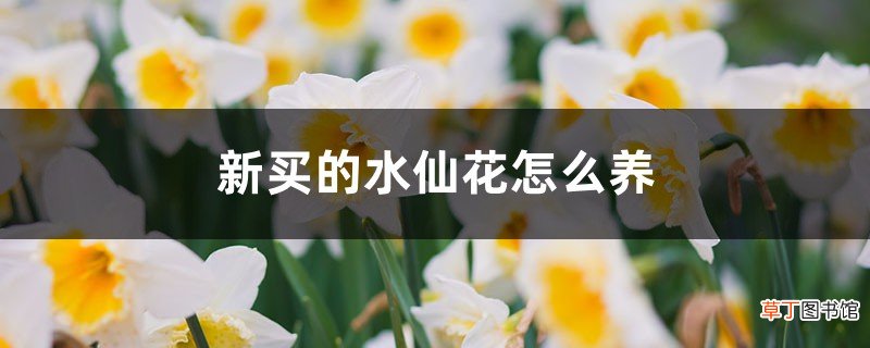 新买的水仙花怎么养
