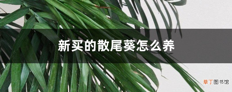 新买的散尾葵怎么养