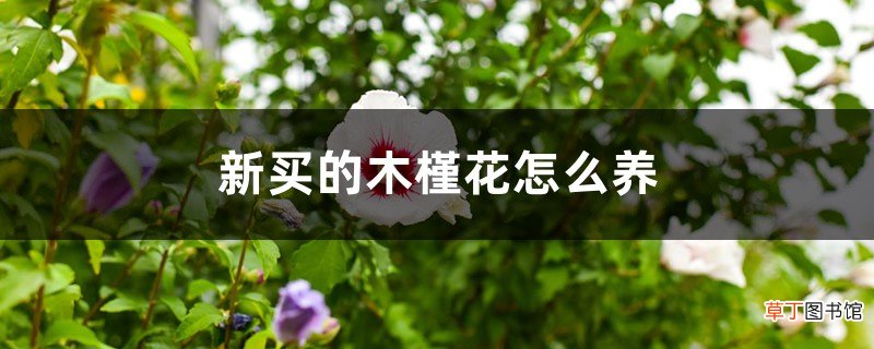 新买的木槿花怎么养