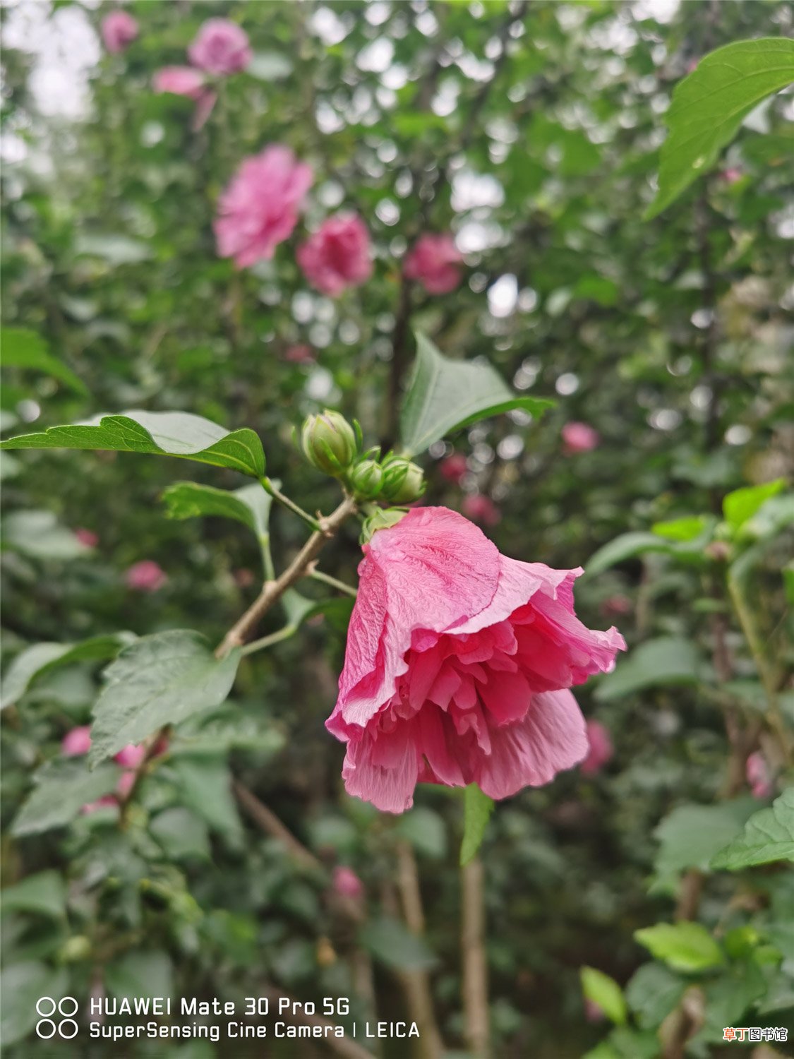 新买的木槿花怎么养