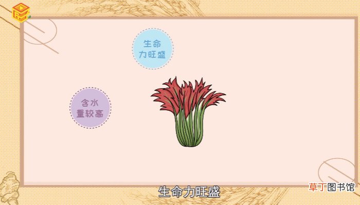 新鲜香椿芽如何保存