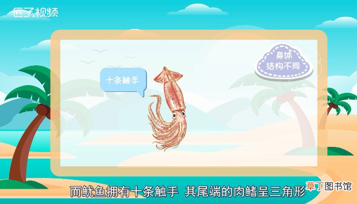 章鱼和鱿鱼的区别