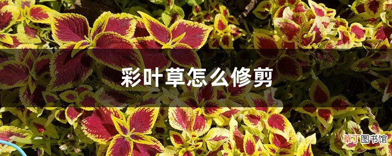 彩叶草怎么修剪，怎么繁殖