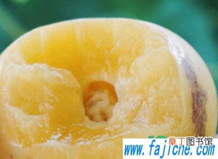 人参果的籽怎么吃 人参果怎么吃籽能吃吗
