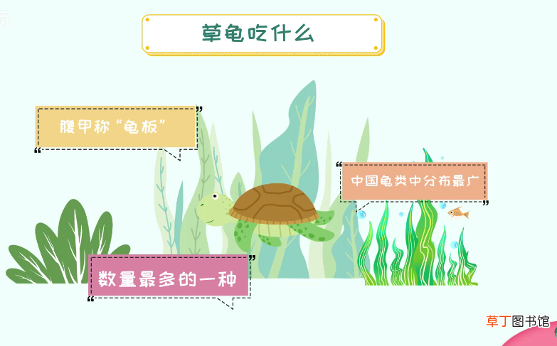 草龟怎么养