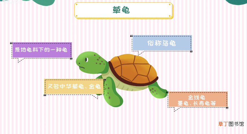 草龟怎么养