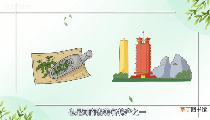信阳毛尖属于什么茶