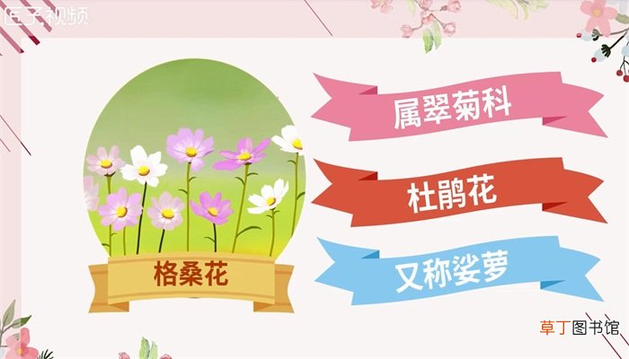格桑花的寓意