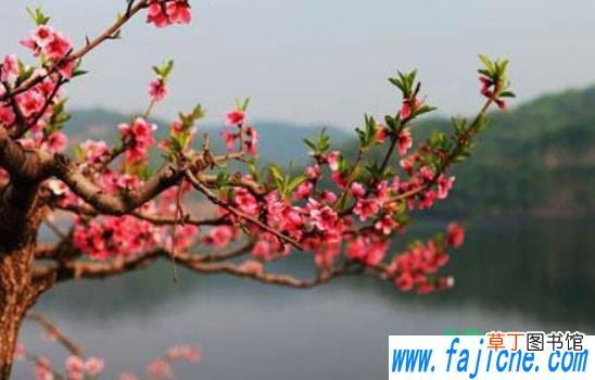 2021年4月4日清明节是星期几 2021年4月4日几点进清明