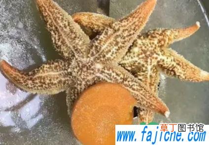 海星怎么做好吃 海星是蒸着吃还是煮着吃
