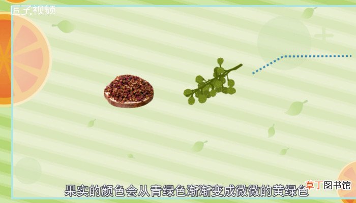 藤椒和花椒的区别