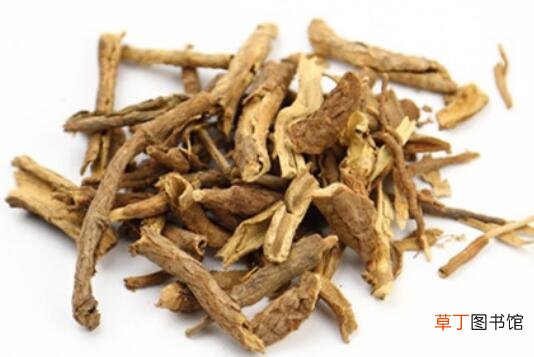 南五加皮和北五加皮的区别