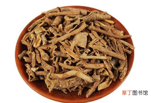 南五加皮和北五加皮的区别