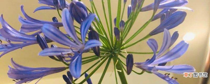 百子莲冬季怎么养护，不开花咋办