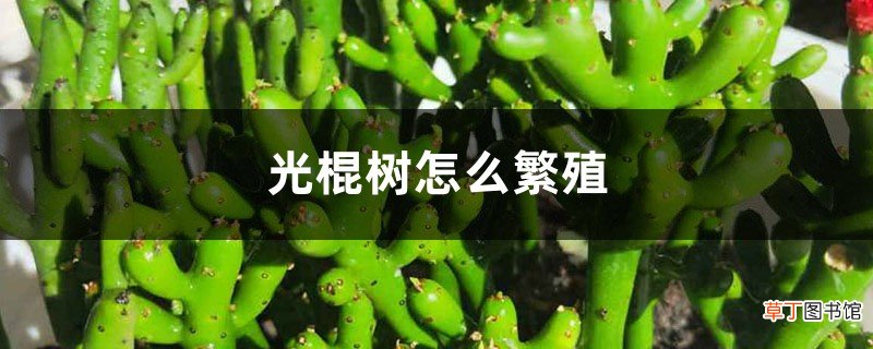 光棍树怎么繁殖，冬天能扦插吗